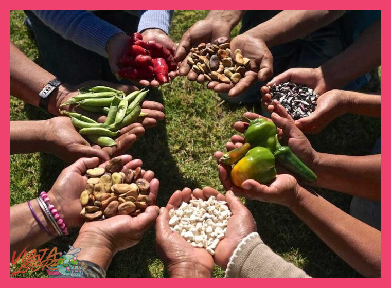 1. La recuperación de semillas nativas y la agrobiodiversidad