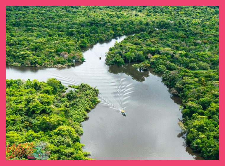 2. Biodiversidad Asombrosa en la Selva Baja Amazónica
