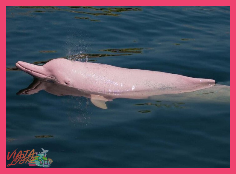2. El Delfín Rosado: Emblema del Ecosistema Acuático