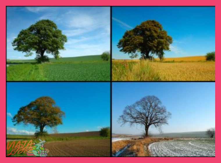 2. Épocas Ideales y Consideraciones Climáticas