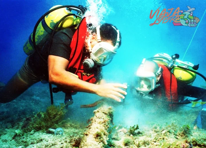2. La Reserva Nacional de Paracas: Buceo en aguas frías con vida marina única