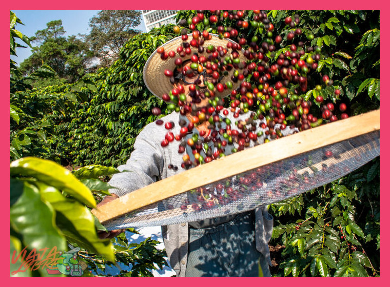 2. Procesamiento del Café: Del Fruto al Grano Verde