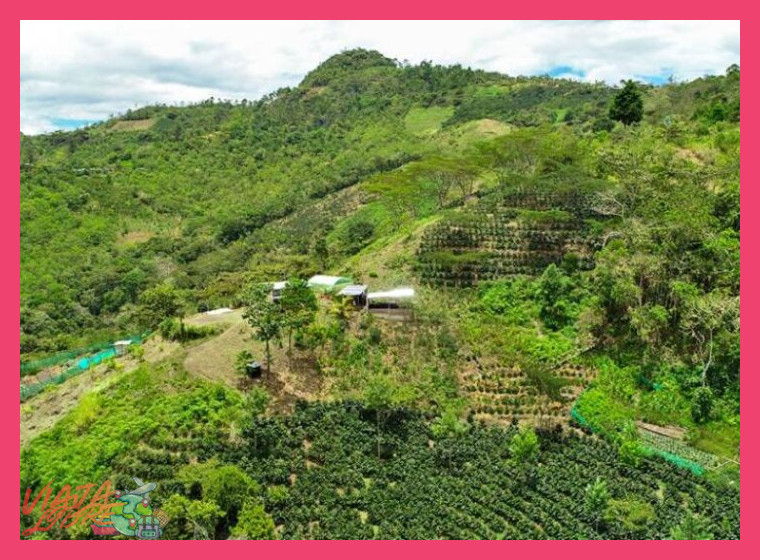 2. Sistemas agroforestales y manejo integral de cuencas