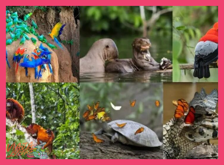3. Especies Endémicas Emblemáticas que Podrás Avistar en Tambopata