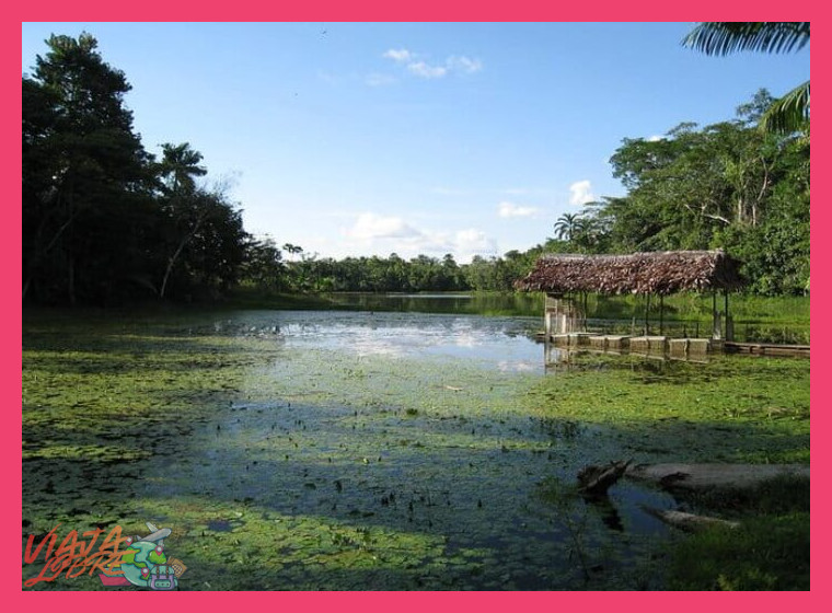 3. La Selva Amazónica: Clima cálido y humedad constante