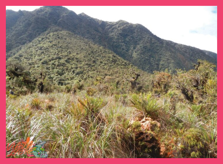 5. Selva Central: Oxapampa y el Parque Nacional Yanachaga Chemillén