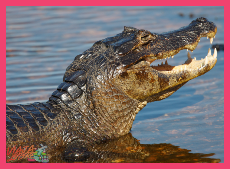 ¿A qué hora del día se realiza la observación de caimanes en el Lago Sandoval y por qué?