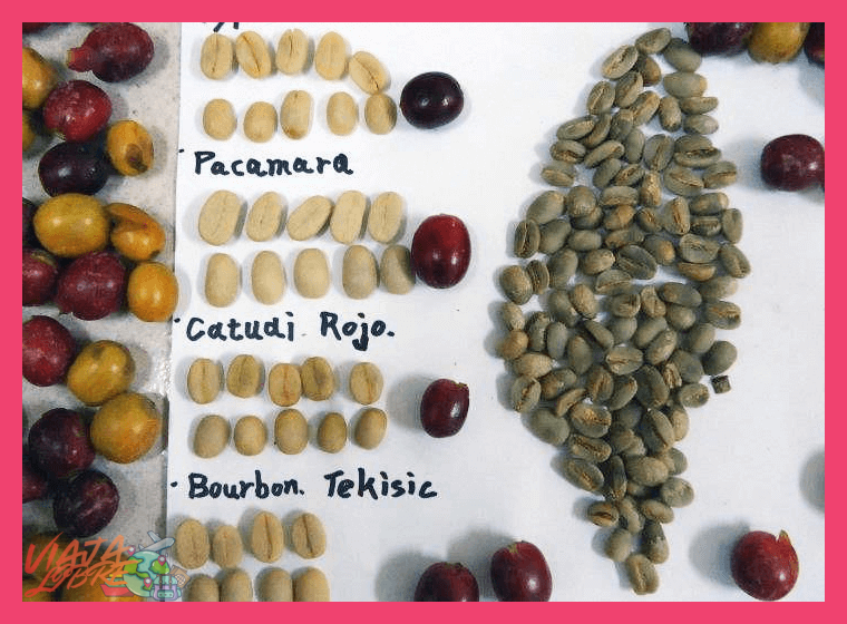 Además del café, ¿qué otros productos agrícolas típicos se pueden conocer y degustar durante una visita agro-turística en la provincia de Chanchamayo?