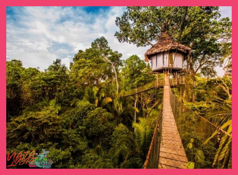Alojamiento en Lodges Auténticos: Confort y Conexión con la Selva
