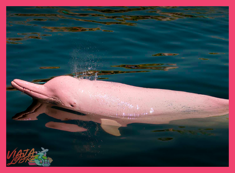 Biodiversidad asombrosa más allá de los delfines