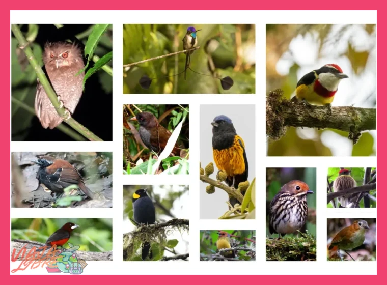 Birdwatching Amazonía y Andes especies únicas 6 días - Birdwatching Amazonía y