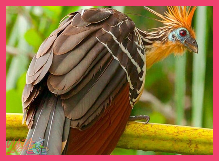Birdwatching Tambopata especies endémicas con guía experto - Birdwatching Tambopata especies