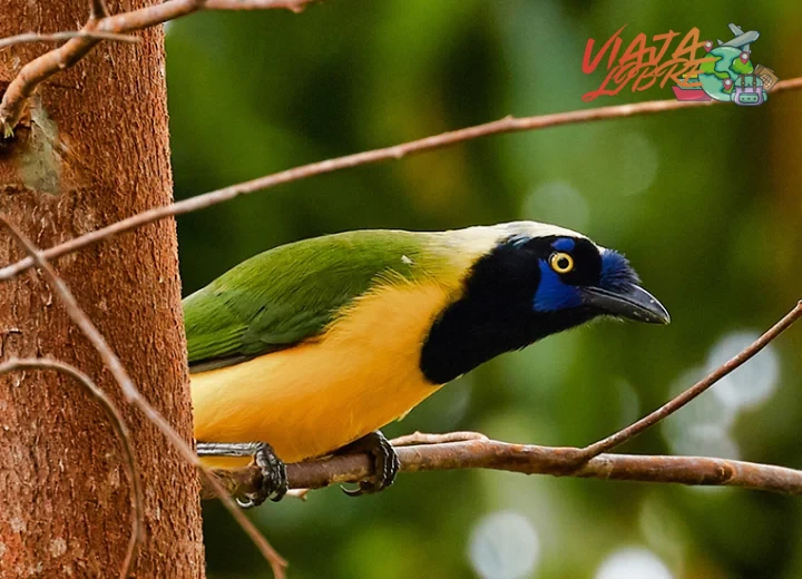 Colombia: el país con más especies de aves del mundo y rutas para principiantes