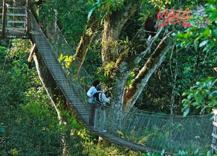 Cómo elegir un tour de observación de aves en la Amazonía