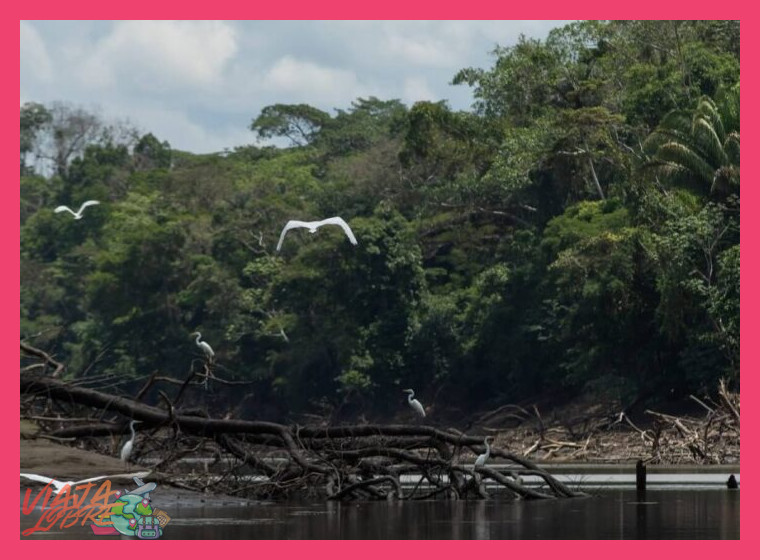 ¿Cómo se caracteriza el clima tropical húmedo de la Reserva Nacional Pacaya Samiria y cómo influye en los ciclos de inundación de su selva?