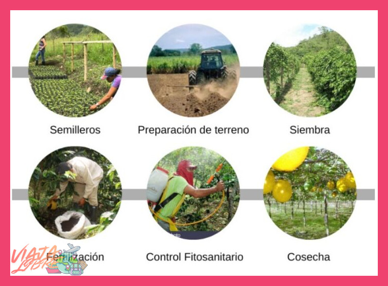 ¿Cuál es el ciclo productivo, desde la siembra hasta la primera cosecha, de una planta de café en las condiciones de Chanchamayo?
