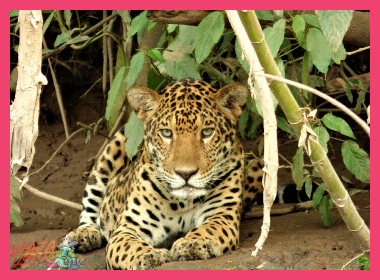 ¿Cuál es la mejor época del año para observar guacamayos y jaguares en Tambopata?