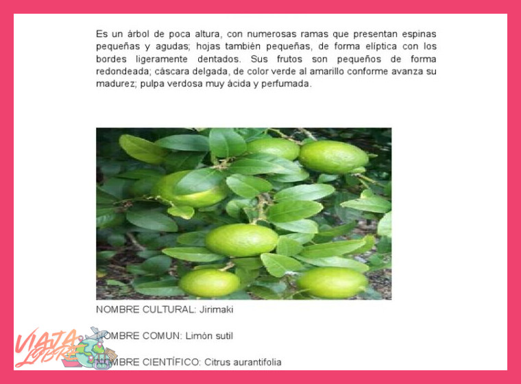 ¿Cuáles son las principales plantas medicinales utilizadas por la comunidad asháninka de Satipo en la selva central, y cuáles son sus aplicaciones específicas?