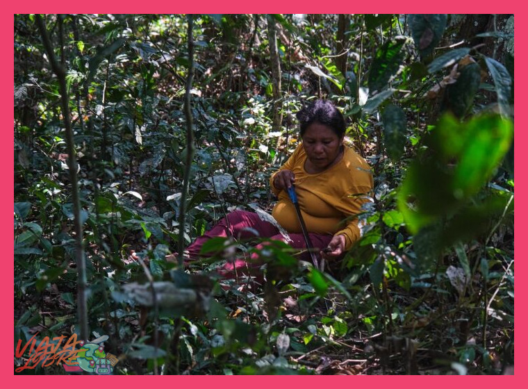 ¿De qué modo específico el pueblo Yine utiliza los recursos de la selva para su sustento, medicina y prácticas culturales?