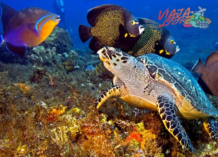 Destinos de buceo en el Caribe recomendados