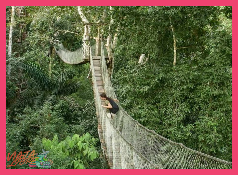 Día 1-3: Inmersión Total en la Amazonía Peruana - Tambopata