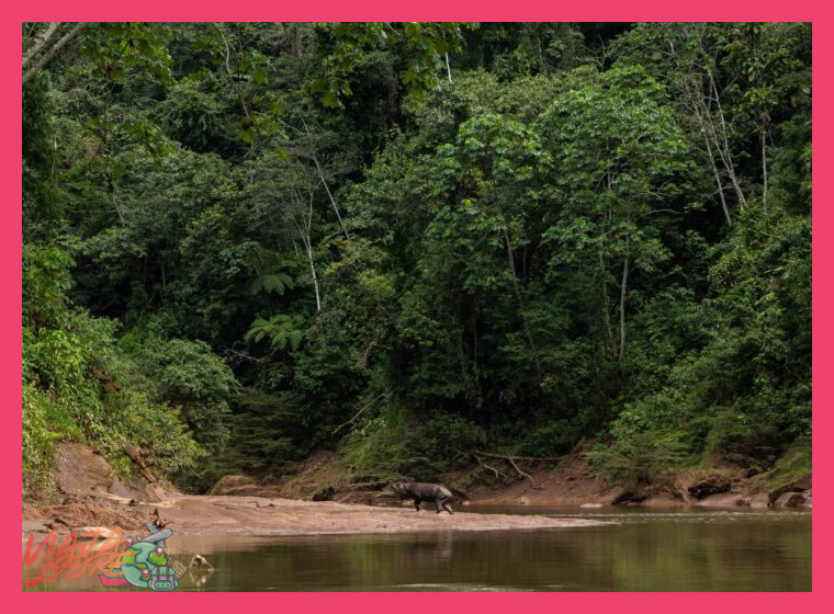Día 1: Bienvenida a la Amazonía y Traslado al Corazón del Bosque