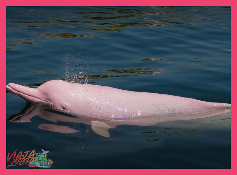 Día 2: En Busca de los Delfines Rosados y la Vida en la Selva Inundada