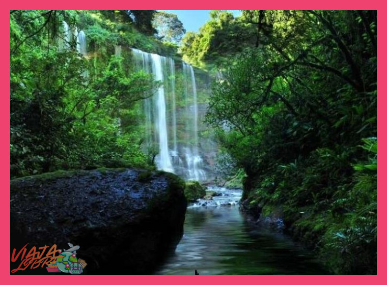 Día 3: Exploración Guiada de la Biodiversidad de la Selva Central