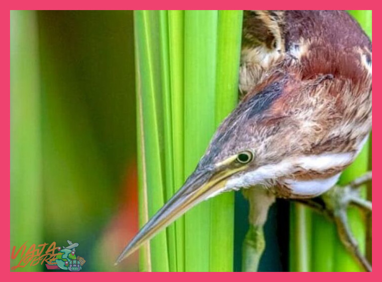 Día 3: Observación de Aves y Retorno con un Legado de Conservación