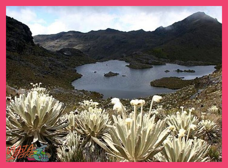 Día 5: Las Alturas del Páramo y las Especies Especialistas