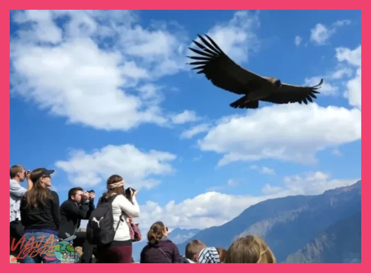 Día 6: La Profundidad del Cañón del Colca y el Vuelo del Cóndor