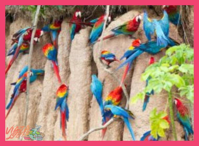 Diferencia entre el Tambopata Research Center y otros puntos de observación de aves en la reserva.