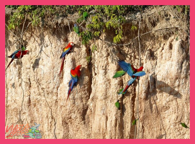 ¿Dónde se observan los guacamayos y qué es una collpa?