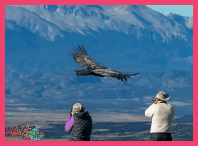 ¿Durante qué meses del año se pueden observar con mayor claridad a los cóndores en el Cañón del Colca y las condiciones son más favorables para el trekking?
