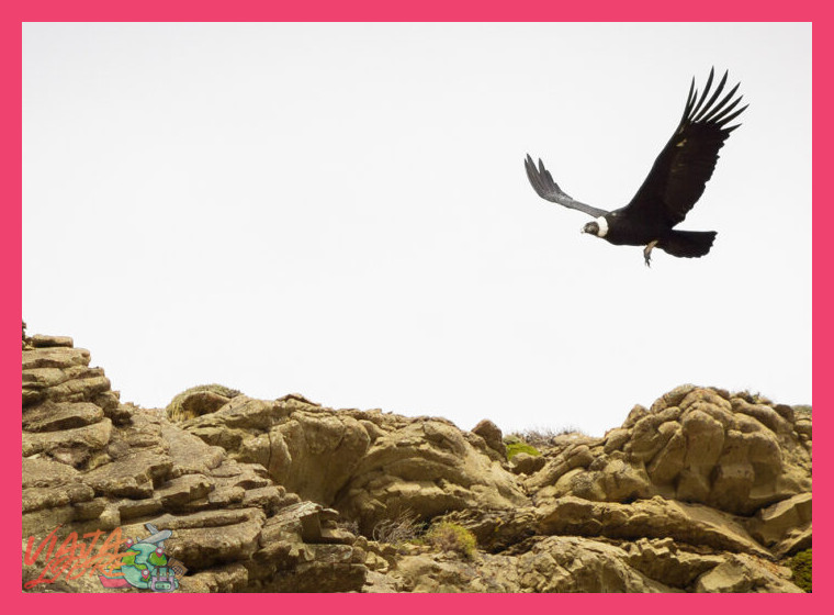 El Avistamiento de los Cóndores en la Cruz del Cóndor