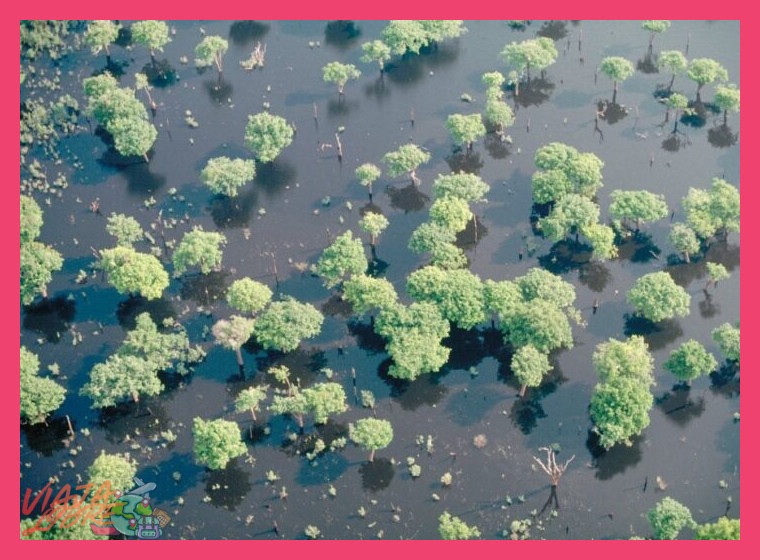 El ecosistema único de la selva inundada