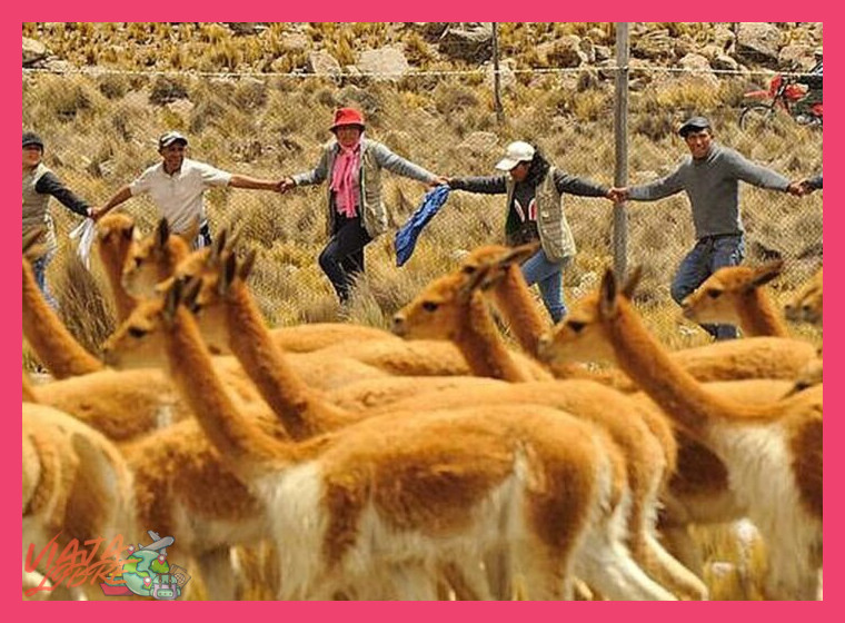 El Encuentro Sagrado con la Vicuña: El Chaku Vivencial