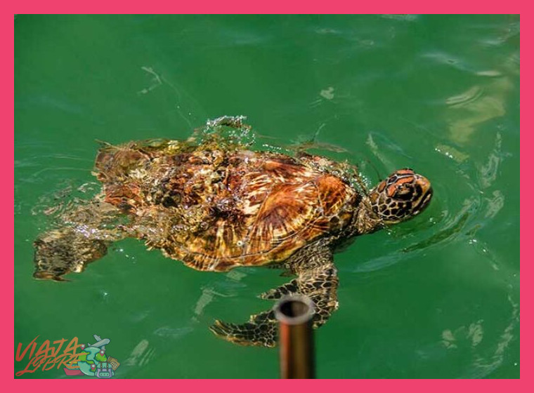El Ñuro y Cabo Blanco: Paraíso para los amantes de la fauna marina
