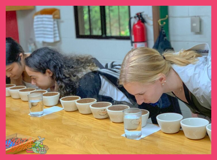 ¿En qué etapa del proceso del café pueden participar los visitantes durante una experiencia de cosecha con familias locales?