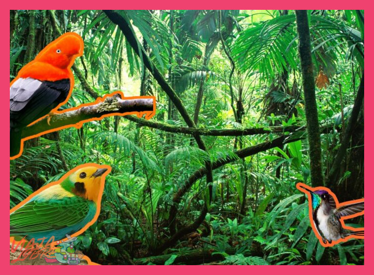 ¿En qué se diferencia la experiencia de observación de aves en el ecosistema de la Amazonía frente al de los Andes durante este viaje de 6 días?