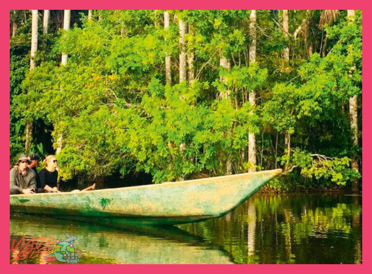 ¿En qué tipos de hábitat dentro de la selva de Tambopata es más probable observar a los guacamayos en su estado natural?