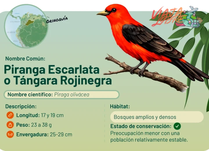 Equipo esencial y guías locales certificados para el tour de aves