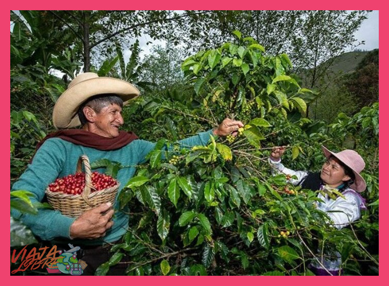 ¿Es necesario tener conocimientos previos sobre café o agricultura para disfrutar de la experiencia?