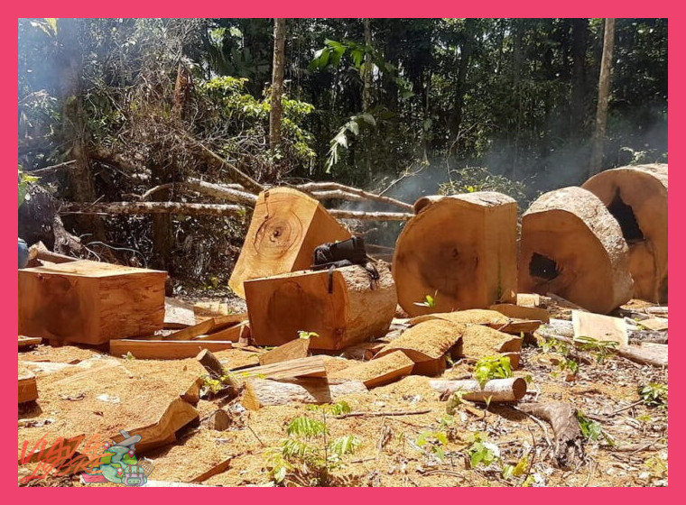 Estancia en comunidad Ese Eja Tambopata selva sur y delfines rosados - Estancia en comunidad