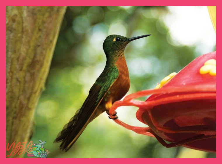 Excursiones para observación de aves ofrecidas por Inkaterra Reserva Amazónica.