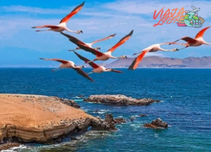 Factores clave para visitar la Reserva Nacional de Paracas