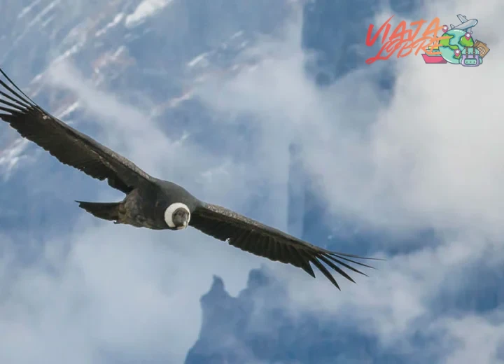 Guía completa del Cañón del Colca para viajeros aventureros