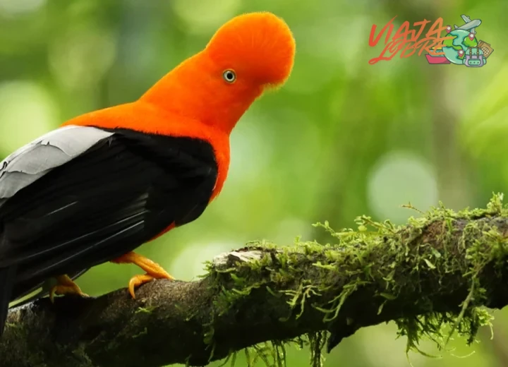 Guía de destinos para observar aves exóticas en Sudamérica
