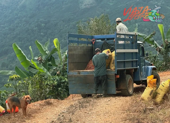 Explorando las plantaciones de café