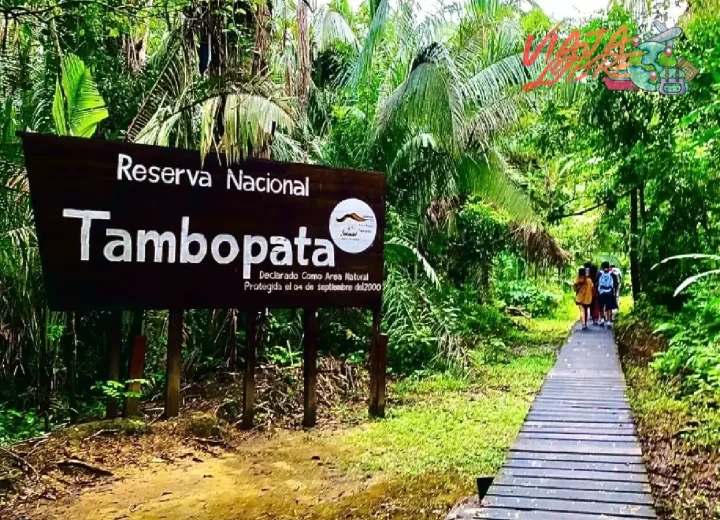 Identificar plantas de agua segura como la liana de agua